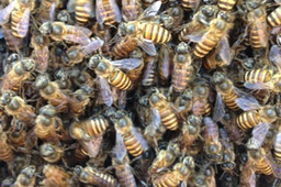 Honey bee invaders show us balancing selection in action